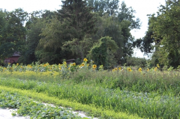 Hinter dem Haus.jpg